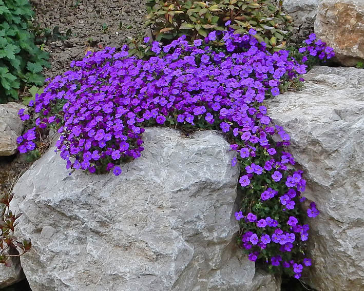 Aubriète