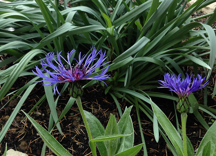 Centaurée, bleuet  des montagnes