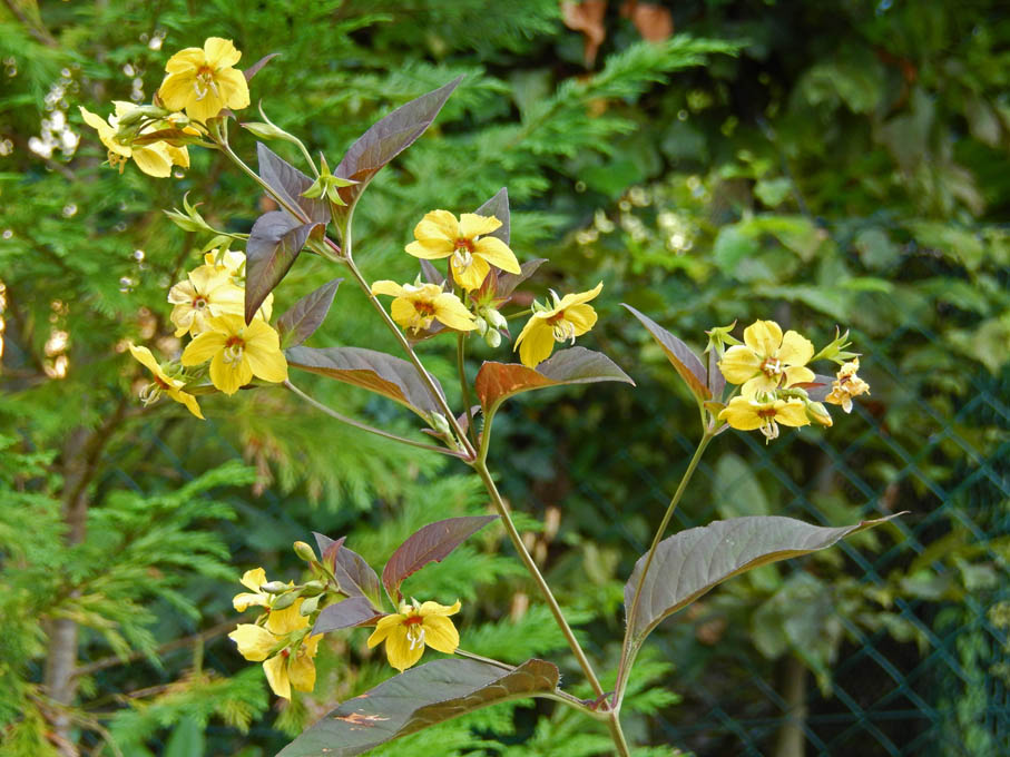 Lysimaque ciliée 'Firecracker' 