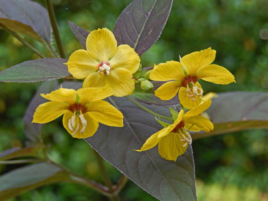 Lysimaque ciliée 'Firecracker' 