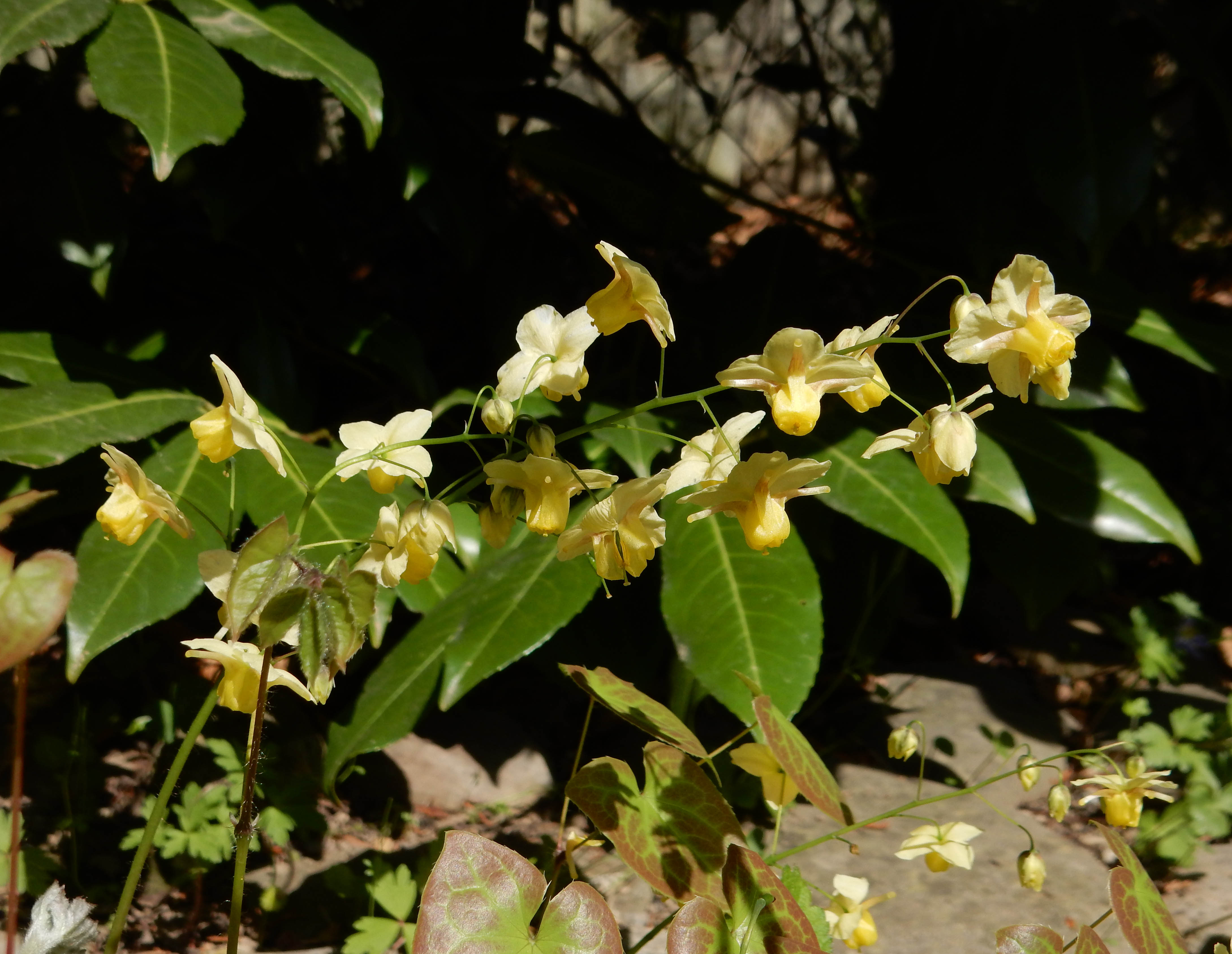 Epimedium, epimède, fleur des elfes