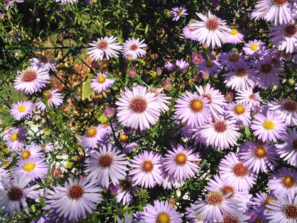 Asters