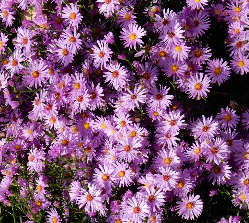 Asters