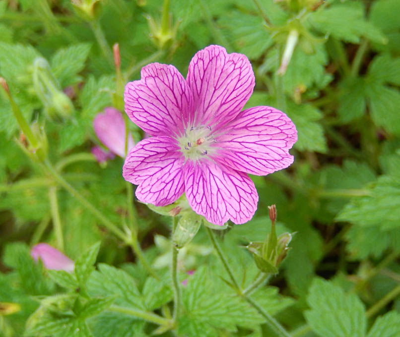 Géranium oxonianum 'Claridge Druce'