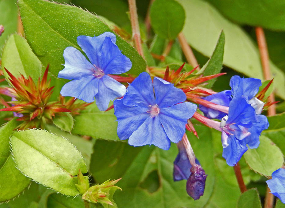 Cératostigma, Dentelaire, Plumbago de Chine